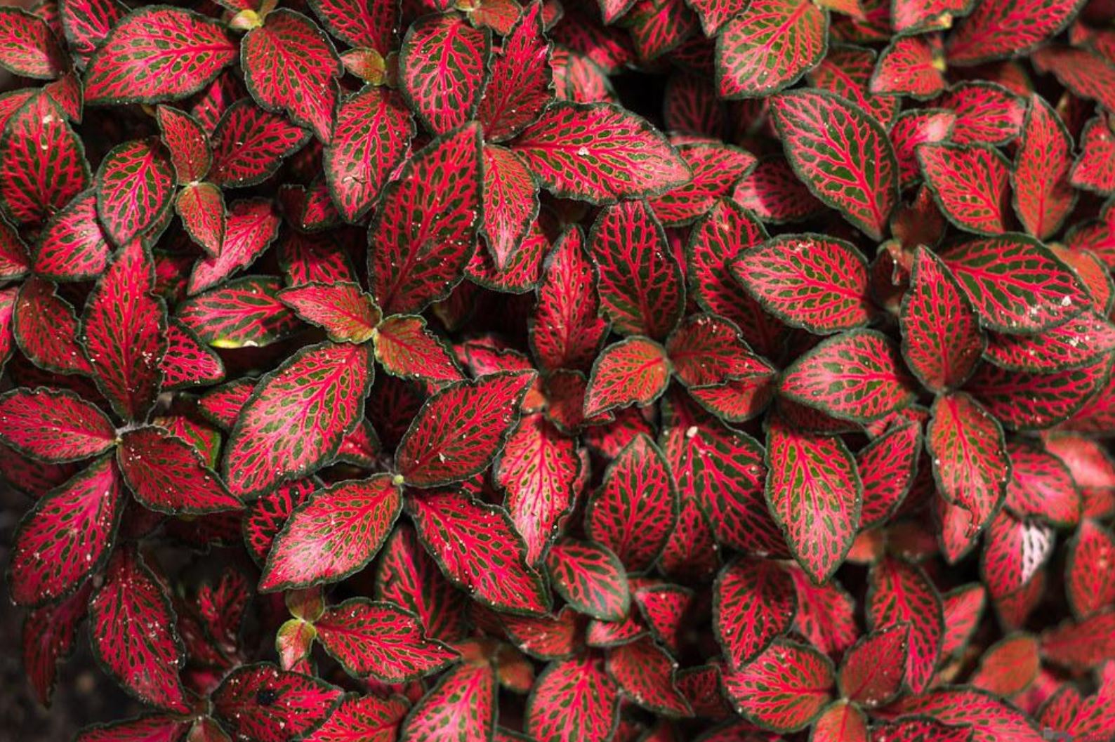 Cây Cẩm Nhung Đỏ